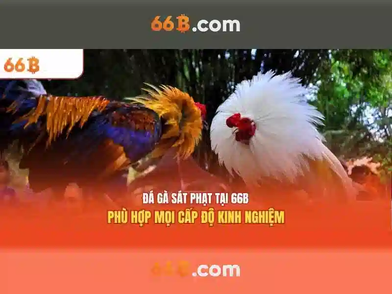 Hướng Dẫn Chơi 66B