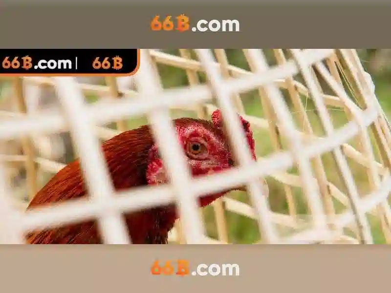 Lô Đề 66b