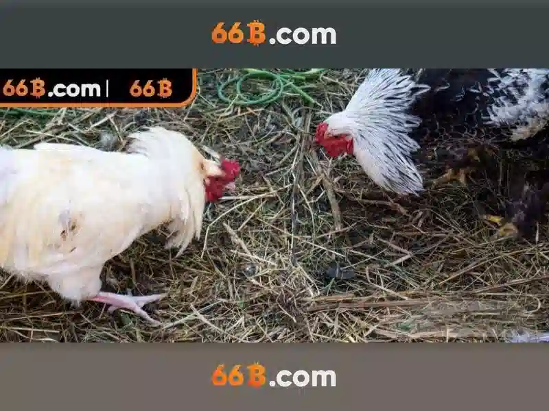 Trải Nghiệm Xóc Đĩa 66B Đỉnh Cao
