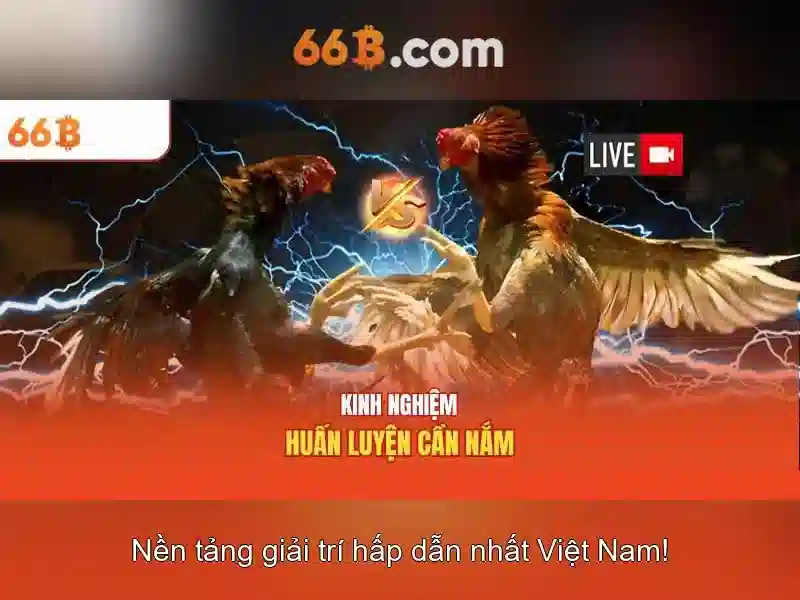 Tại Sao Nên Chọn Hỗ Trợ 66B